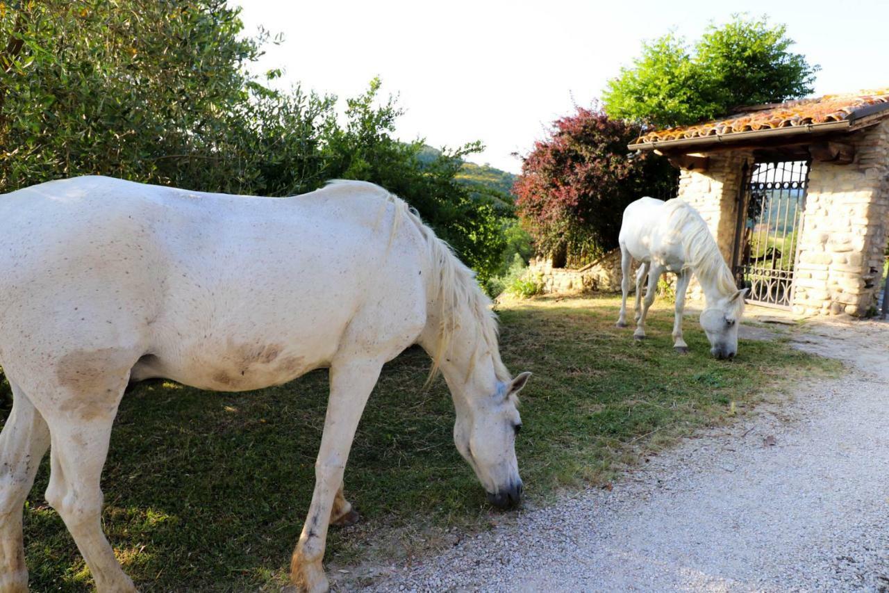 Agriturismo La Tana Citta di Castello Ngoại thất bức ảnh